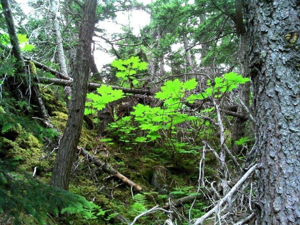 Rick Wicks' album, Alaska summer 2012