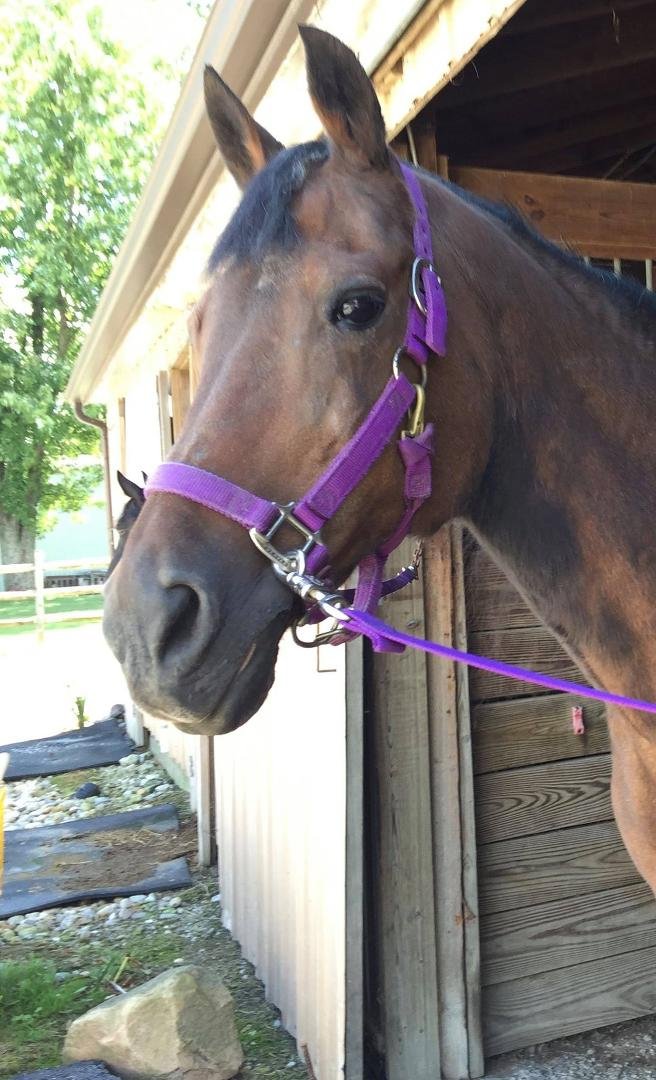 Today, Larry Icenogle, "DJ," Littleman Winston and I said goodbye to this beautiful girl, just days before her 33rd birthday.  It seems like it was only yesterday that "Brook" trotted into my life (and not almost 17 years a