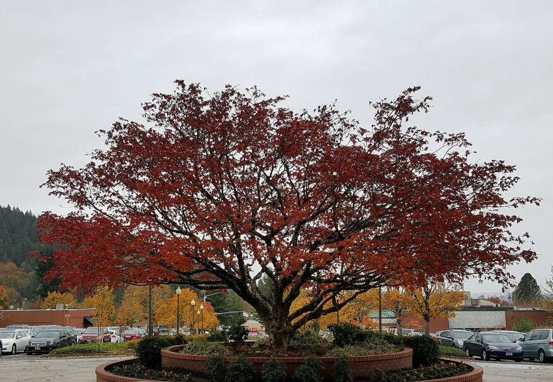 Love this tree...coming out of my doctors 
Complex...💜💜💜
