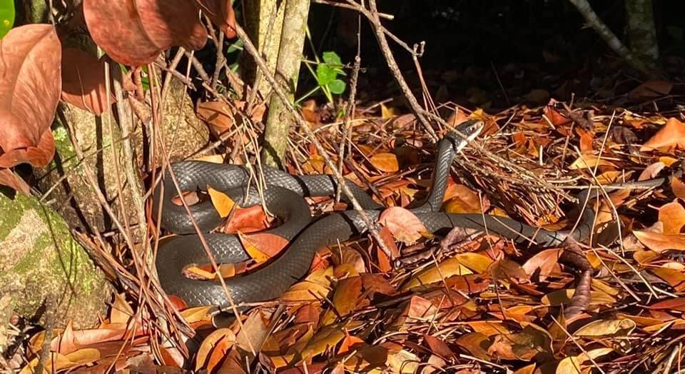 Random. Spotted this little fellow warming itself in the fresh morning sunshine. A Snake of Color, AKA a Black Snake.