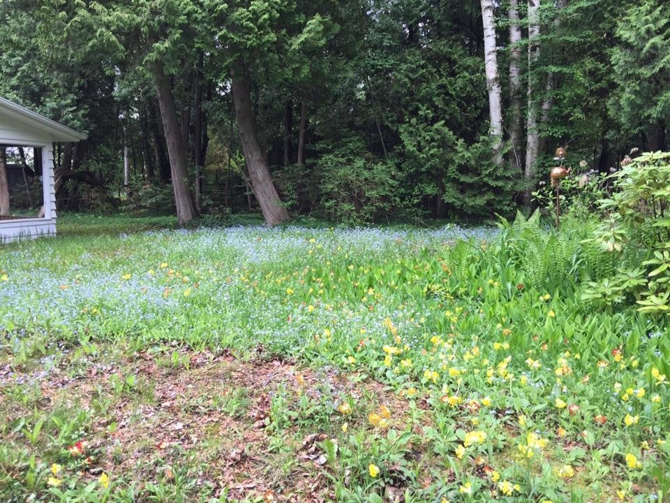 Primroses and bluets