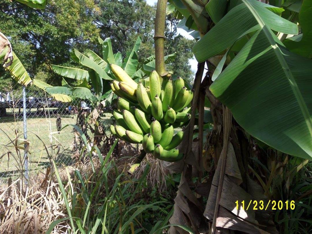 Here is number 2 Banana Tree