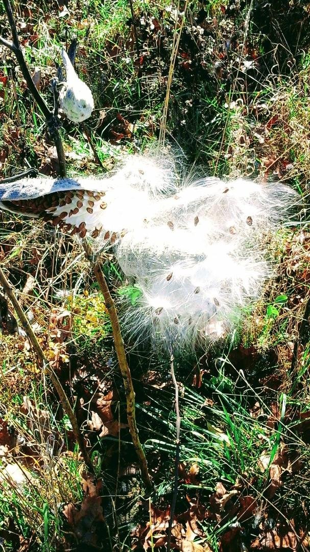 Mary Wilson took this pic while we were up in Shenandoah NP yesterday. The milkweed looked like a field of cotton!
