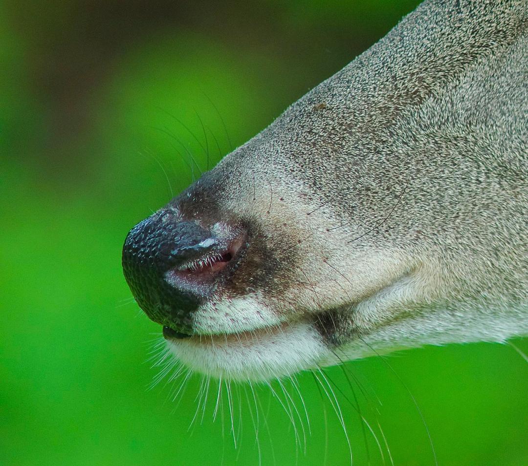 Pesky deer!