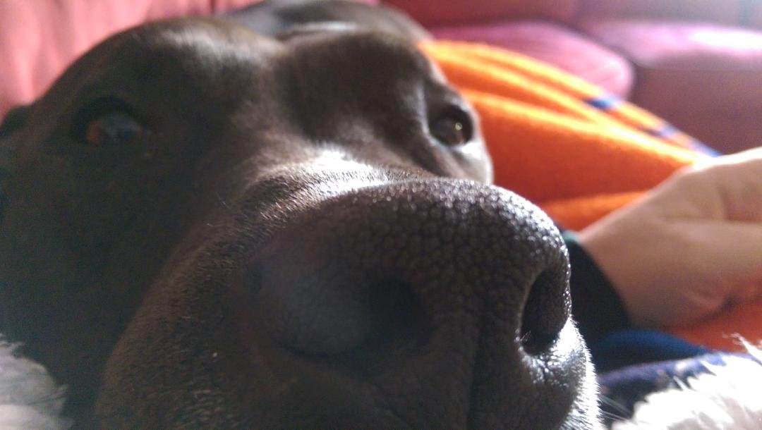 When you're home sick and this guy thinks a pit bull on your chest will make it EASIER for you to breathe!