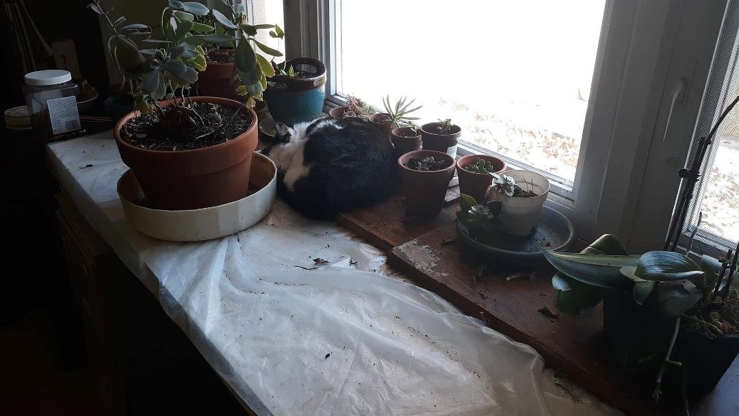 Jane napping in the succulents