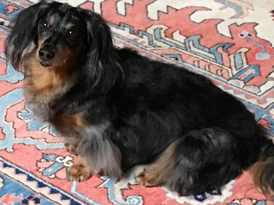 All groomed and lookin pretty!