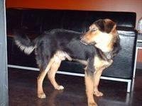 This is Gilmour 7 years ago...the day he adopted me.