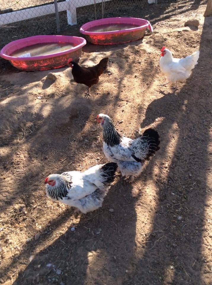 Please share! 🐔🐐🍳
For sale 11 laying hens, various breeds, Brahmas, Plymouth Rocks, etc. a little spoiled (love veggies), I get an average of 8/10 eggs daily. First $50 gets the whole flock. Please call ahead to give me