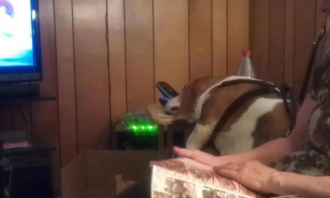 Sadie sleeping in recliner with head on folding table she can sleep anywhere