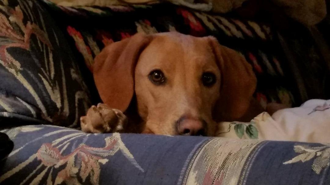 Sweet Daisy Mae