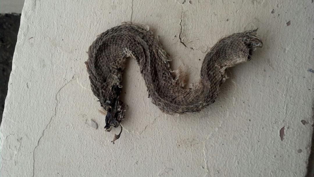 Yes it's literally made ours rattle snake hide.