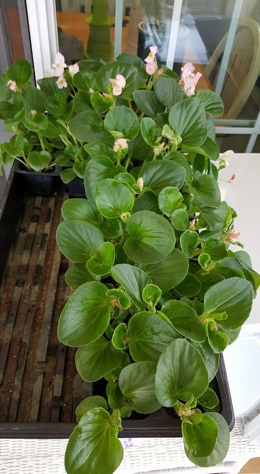 My plants are looking good. Repotting Begonias today.