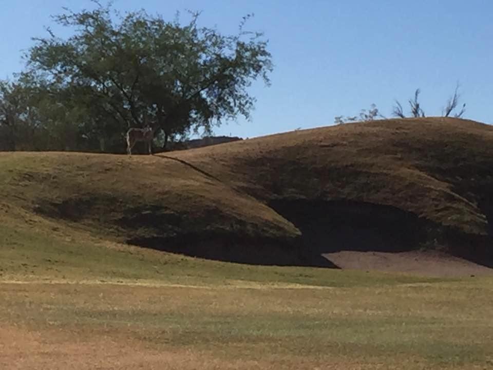 Zoom in look for coyote. He/she watch as I played thru. As I got to the hole I looked back it was trying to catch a rabbit running around.
So far pigs and a coyote. Great day just being able to be out playing golf. Great p