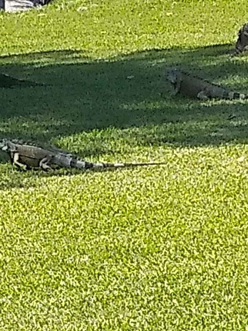 another great day on the golf course even the iguanas are out and not wearing masks