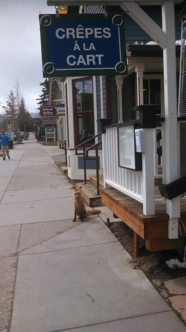 Main St. Breckenridge. This dude lives under the crepe stand.