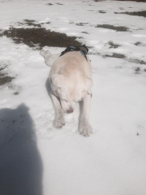 Vera out eating snow today..days are so so with her depending on the day. There is even green grass showing!!