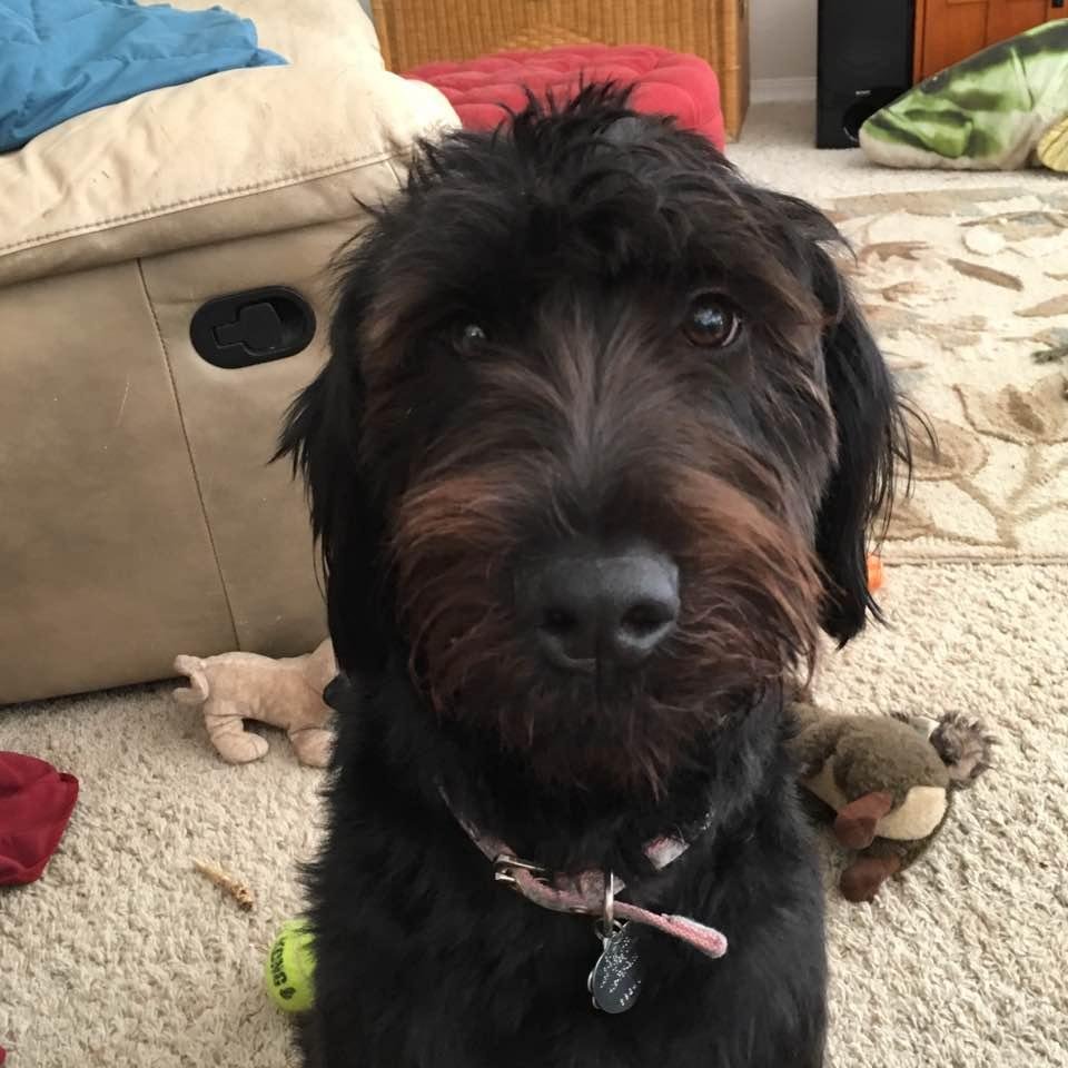 Happy dog day everyone!!
