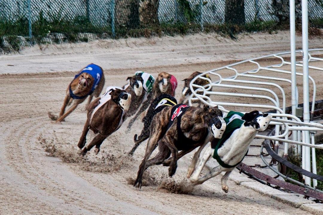 Photo of the Day
A day at the dog track