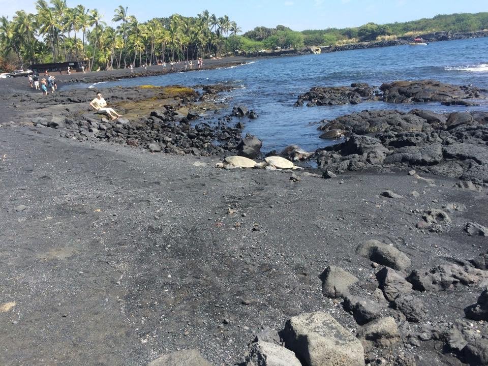 Black sand beach on the island of Hawaii.
A few big turtles are enjoying the day