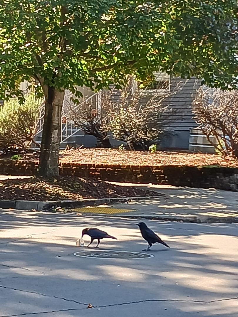 I was out for a walk this afternoon and heard a clunking noise, I looked up and saw a crow bouncing a small plastic cup obviously trying to get inside. After a minute or two a second Crow came up they change places and the