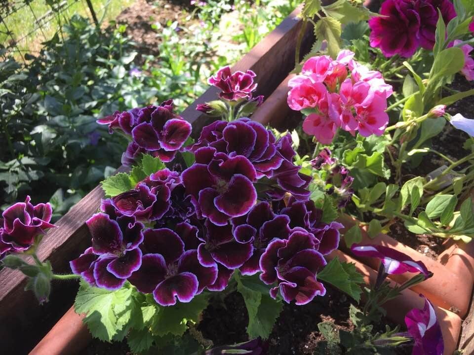 Susan Moses' album, Timeline Photos
