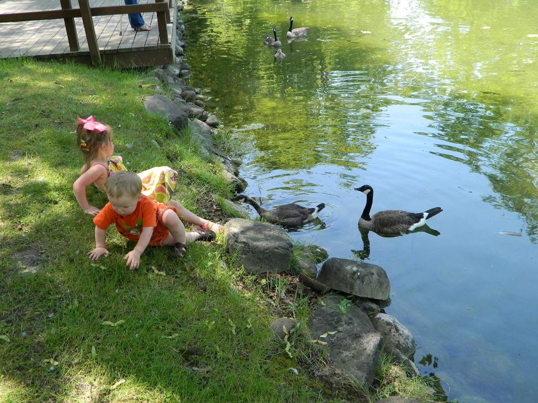 RUN the geese are attacking!!!