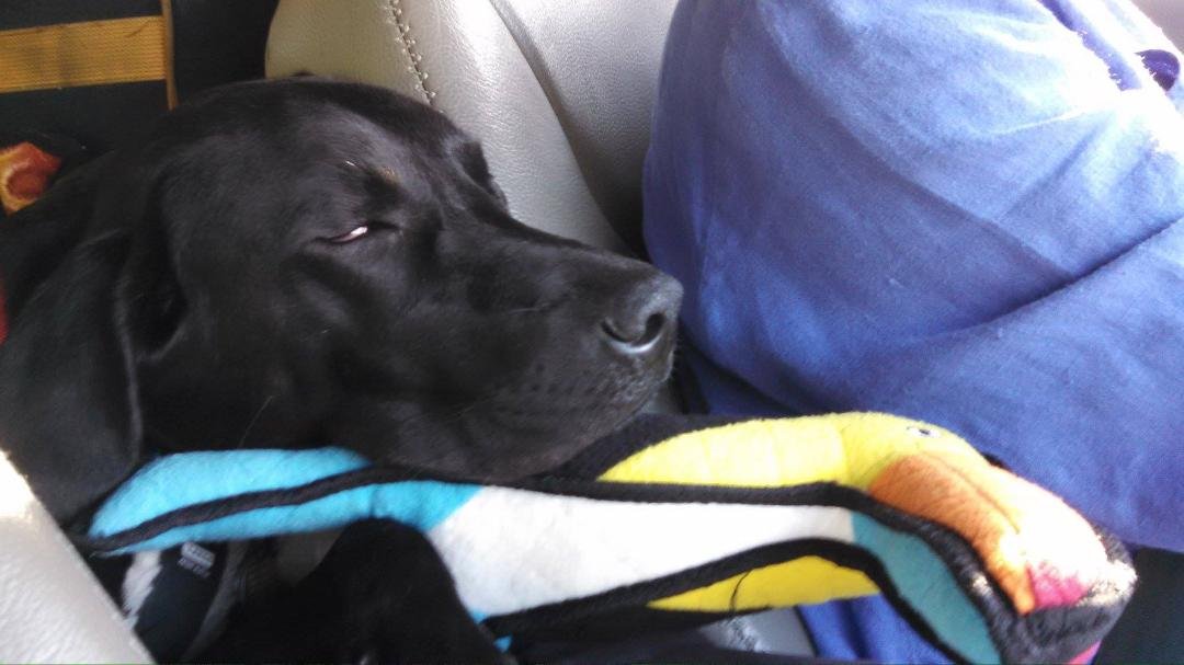 Murphy relaxed and enjoying the ride home from Nags Head.