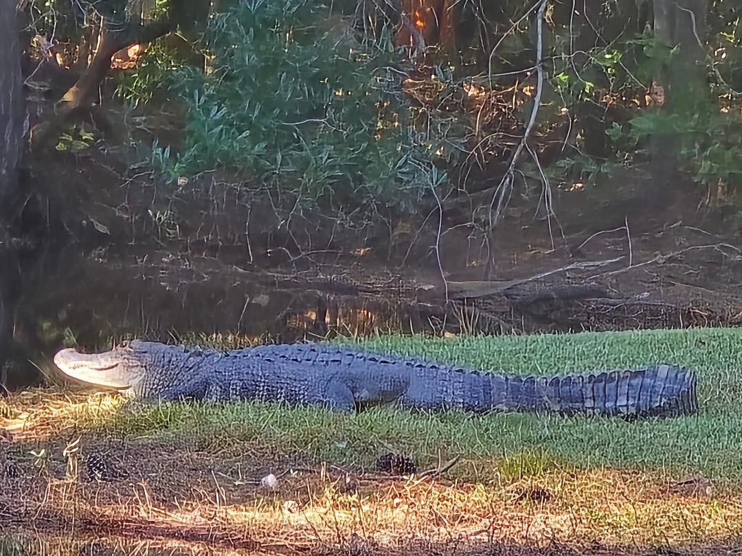 Yesterday, return of Wally Gator 4:30 pm