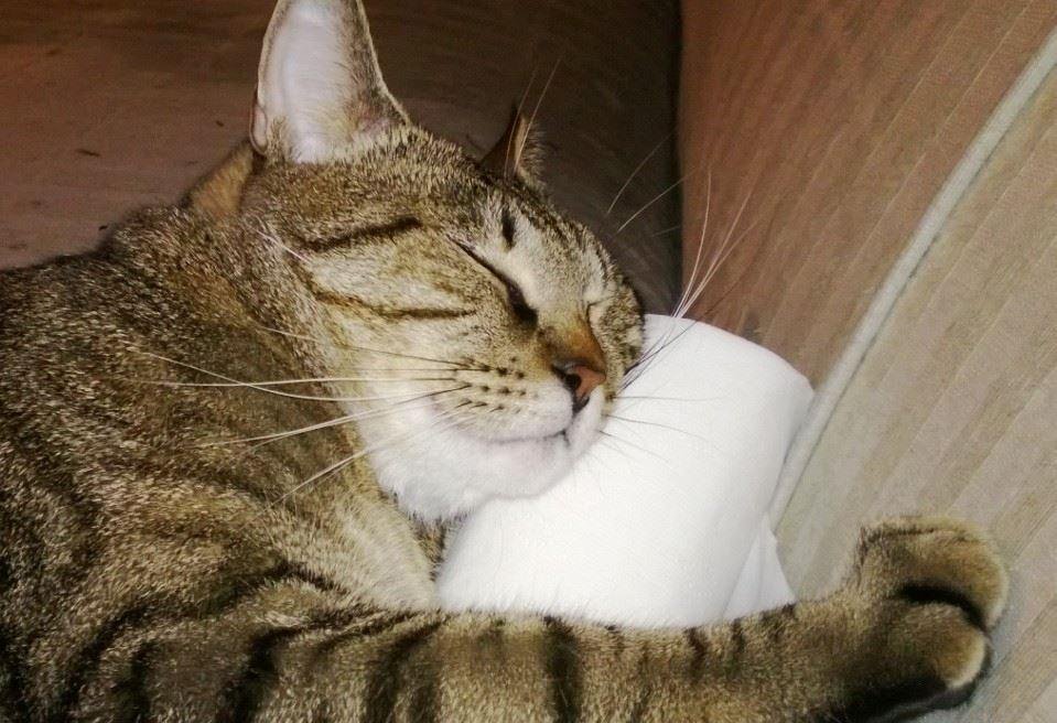 MR. NUBBS