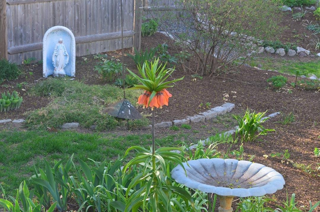 This is the fritillaria imperialis. Stands a little over 3 feet tall.