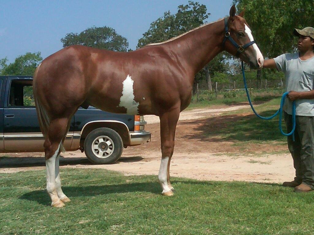 Here is Batman, Joker's brother... he has been at the trainer's getting a finished look to him... starting on Joker today!!!!