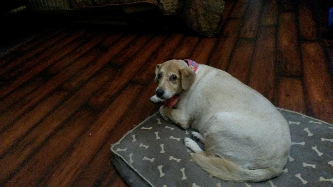 Nellie just got groomed for Christmas. ...