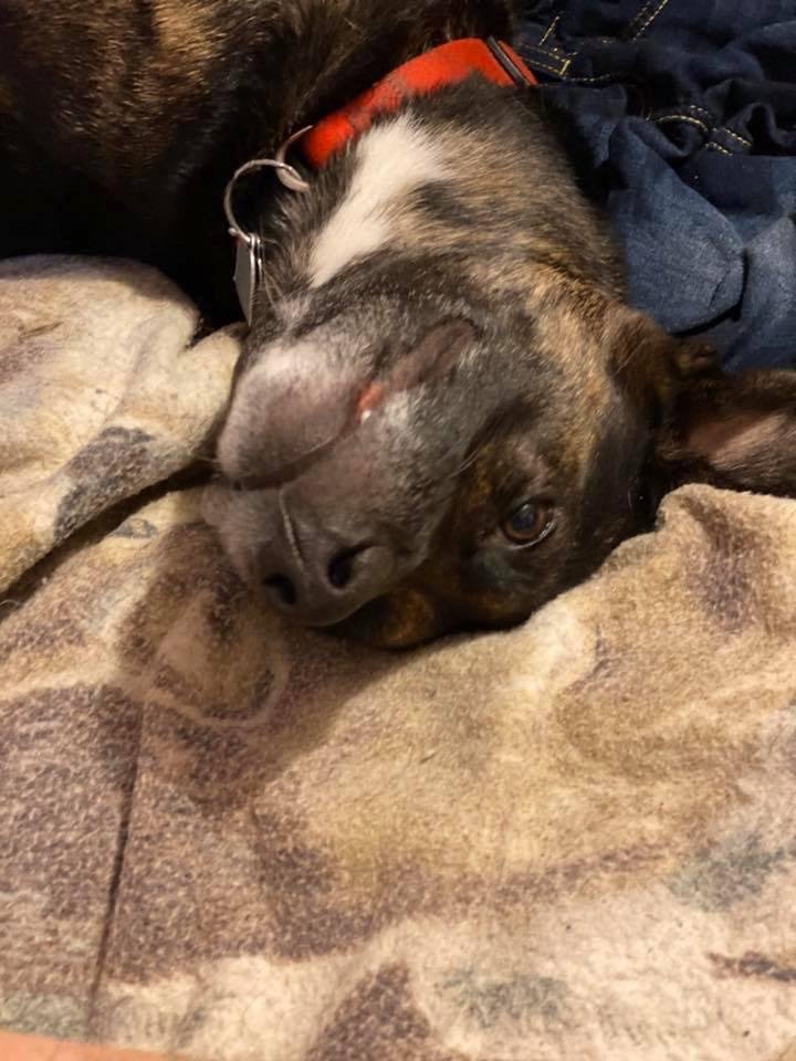 Here he is getting a belly rub.