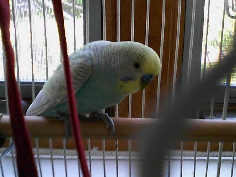 This is my pet bird he is 14 years old and in very good health has never been sick his name is baby birdie!