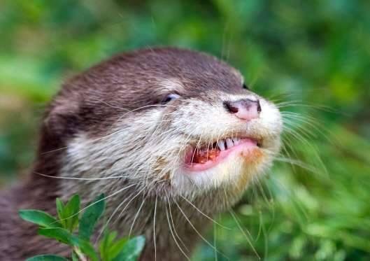 Not an angry otter, just a River Otter eating a meatball!