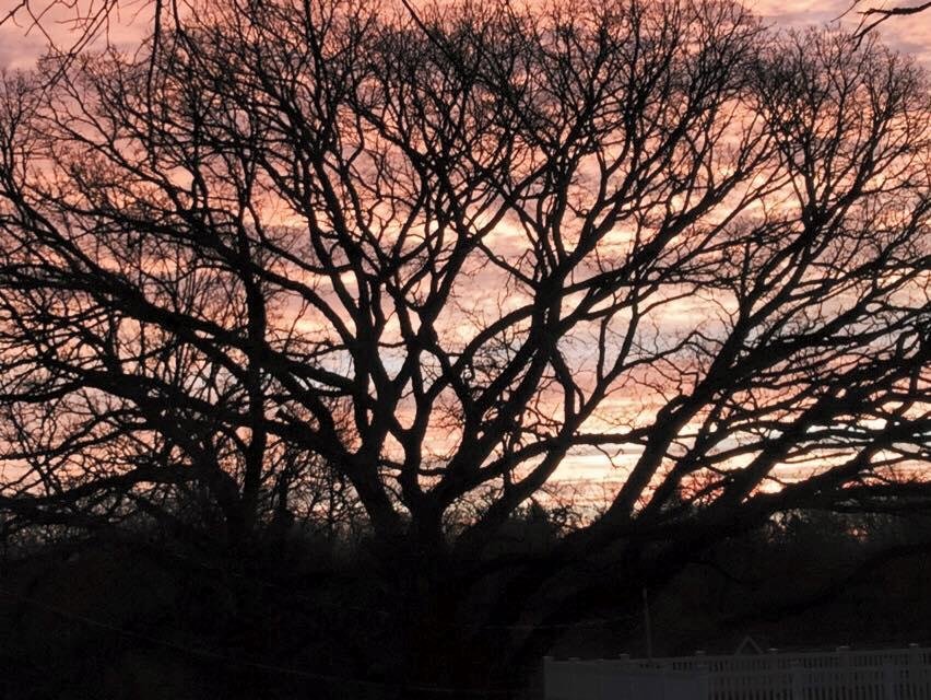 East sky thru the Bur Oak.