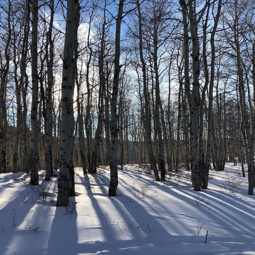 Winter Aspens
