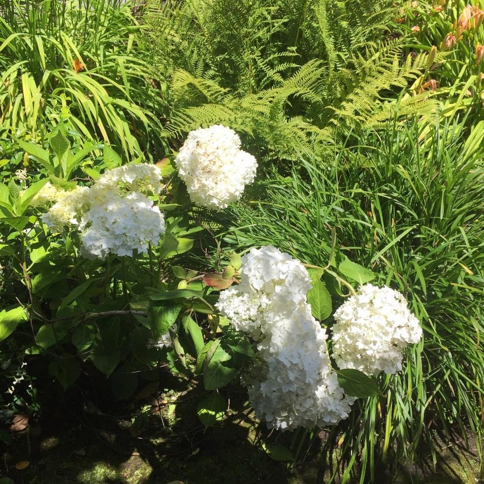 Barbara Baltzell's album, Mobile Uploads