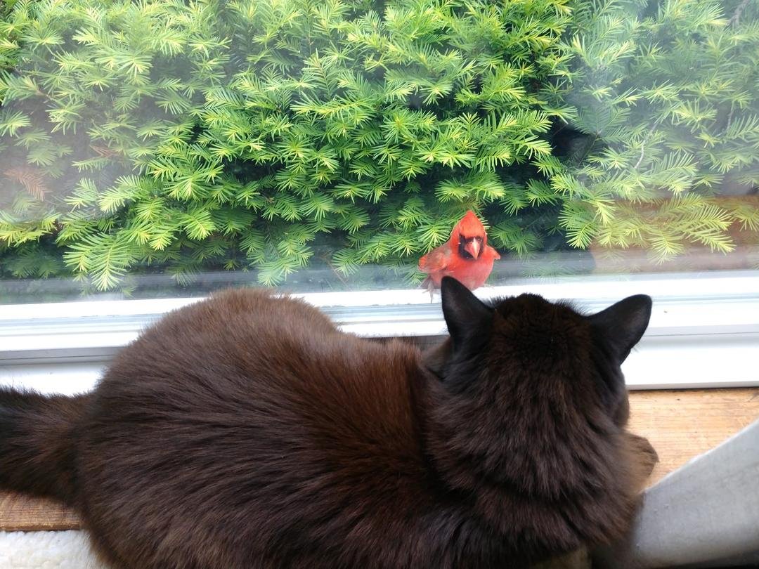 Which one is the pet?  Cat or cardinal?