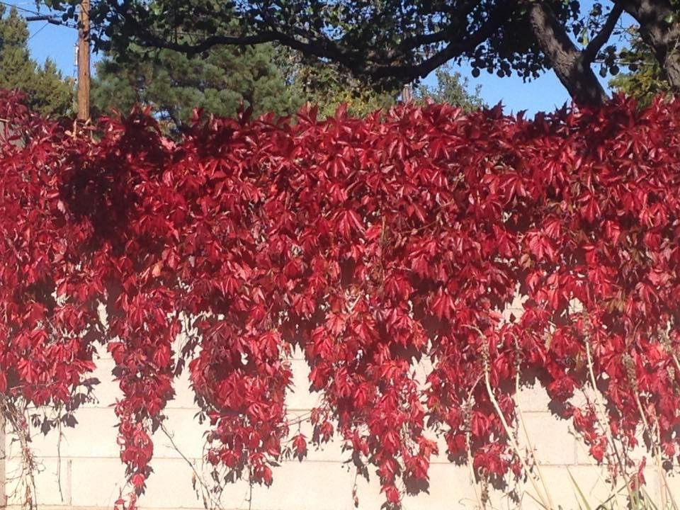 Virginia Creeper with it's crimson glory.
