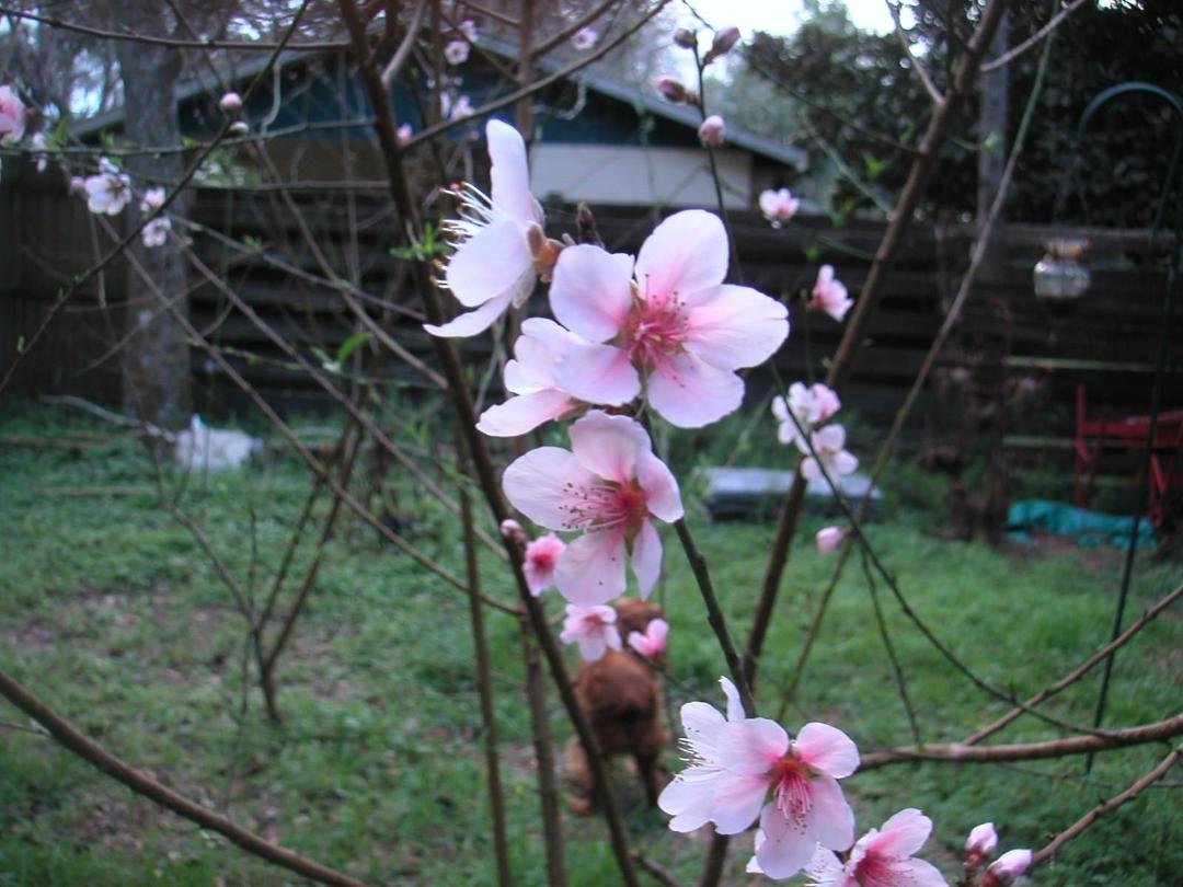 the peach trees think its springtime!!