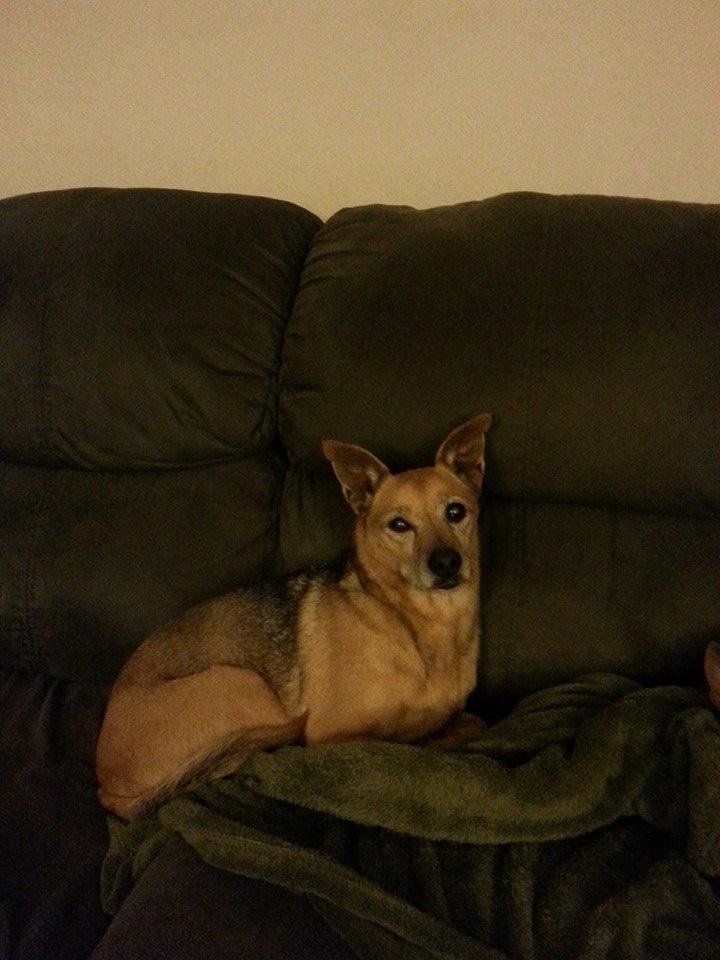 This is what 13 years of love and devotion looks like. Happy 13th Birthday Rosie Girl...I love you ♡