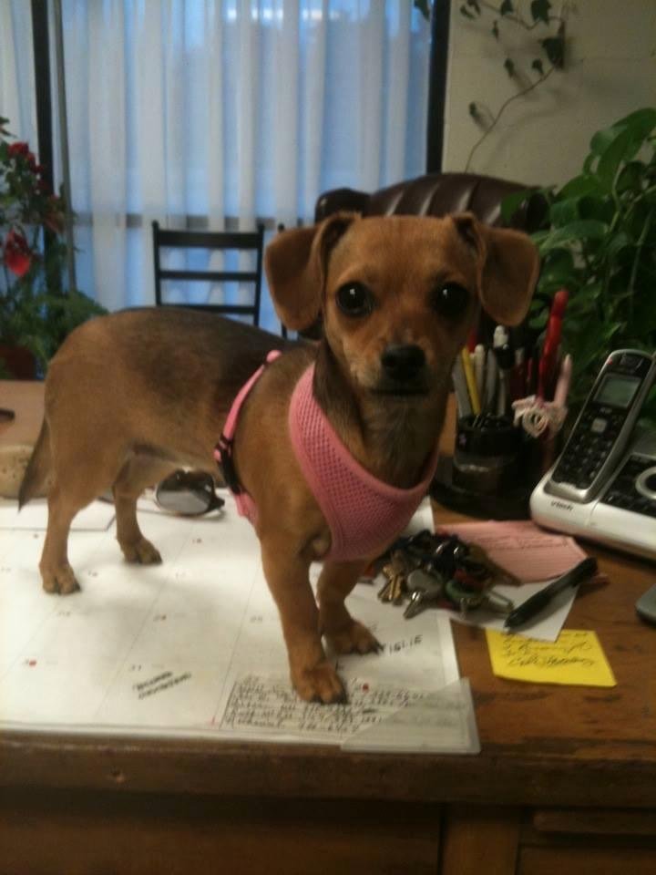 SallySu says Happy(late)Dog day