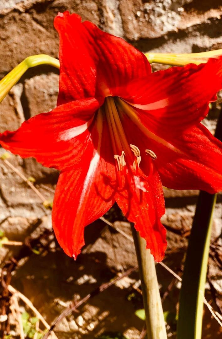 Cheryl Mentzer's album, Mobile Uploads