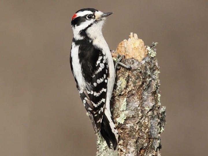 Birds at my window bird feeders
Downy Woodpeckers give a checkered black-and-white impression. The black upper parts are checked with white on the wings, the head is boldly striped, and the back has a broad white stripe dow