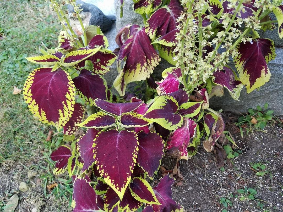 Love this vibrantly colored foliage!
Plant people
Can you tell me what it's called?