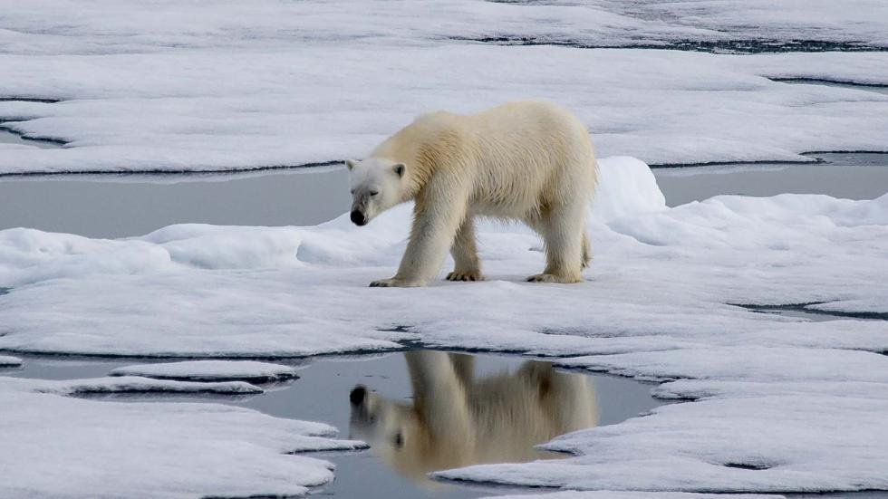 This bear has no problems with ice/snow but....I had rather stay in when I can and be safe. Seagrove only got around 2-3 inches although only a "dusting" was predicted. I pray that all of you are safe and well...
