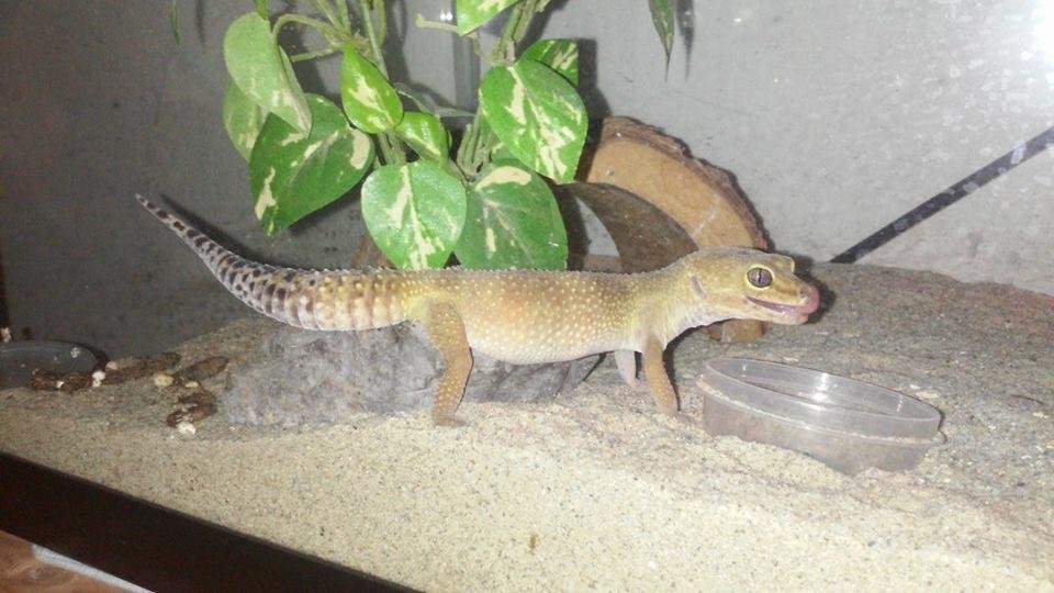 Leopard gecko and all of his castle for $150. OBO his poos in one area. He needs to. be held. Great pet for kids willing to care for him. You can put crickets in cage up to 15 they have places to hide. He is healthy and fu