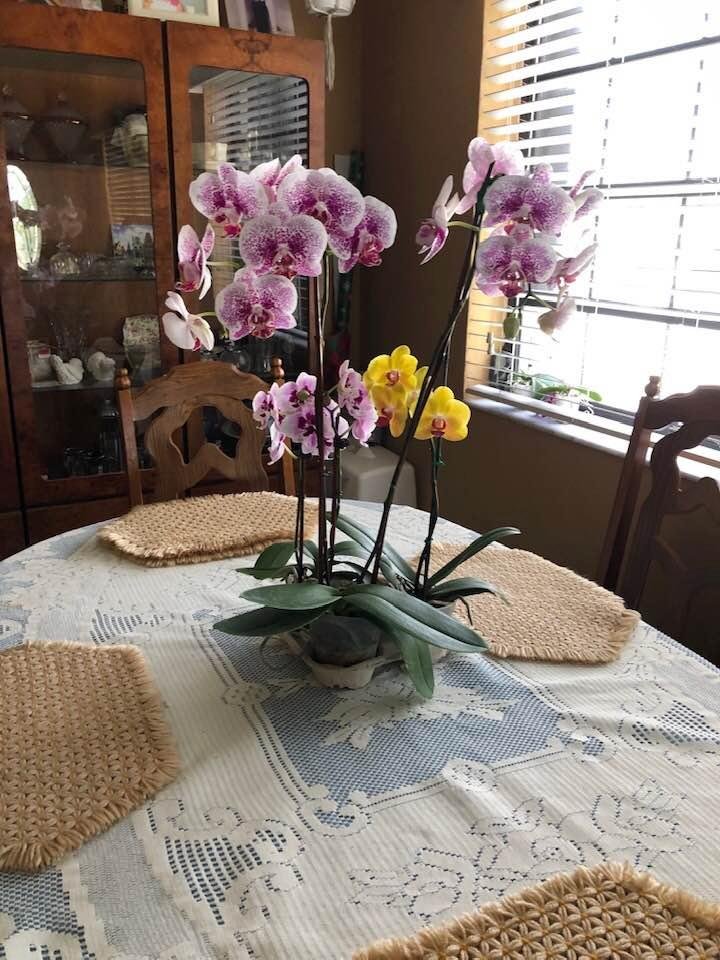 My beautiful orchids from Sue Susan Clay...thank you lady! Hope you have a safe trip home!